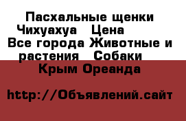 Пасхальные щенки Чихуахуа › Цена ­ 400 - Все города Животные и растения » Собаки   . Крым,Ореанда